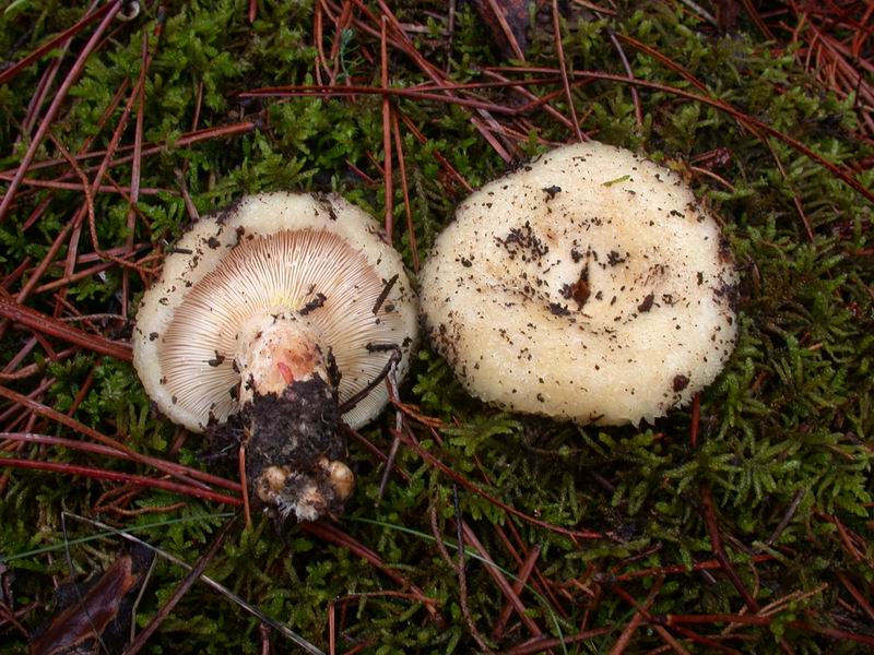 Lactarus  citriolens